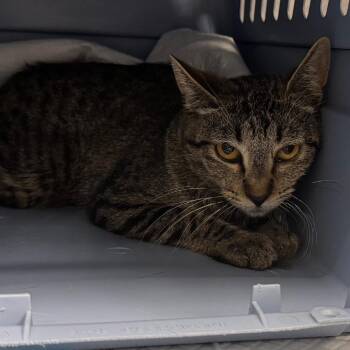 Tyra -  Domestic Short Hair Cat for Adoption in Salt Lake City, Utah - Tyra | PetCurious