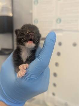 LIL KAYLAH -  Domestic Short Hair Cat for Adoption in San Jose, California - LIL KAYLAH | PetCurious