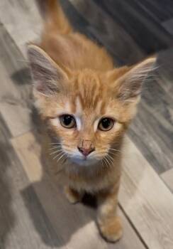 Puffs -  Domestic Long Hair Cat for Adoption in Osseo, Michigan - Puffs | PetCurious