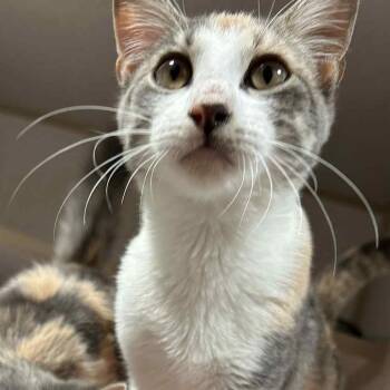 Rescue Domestic Short Hair Cats for Adoption in Graham, Texas - Louise | PetCurious