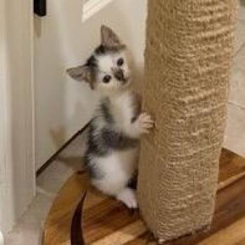 McLeod -  Domestic Short Hair Cat for Adoption in Franklin, Tennessee - McLeod | PetCurious