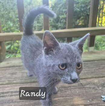 R Kitten Family -  Domestic Short Hair Cat for Adoption in Floyd, Virginia - R Kitten Family | PetCurious