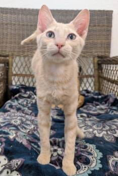 Salvadore -  Domestic Short Hair Cat for Adoption in Palm Harbor, Florida - Salvadore | PetCurious