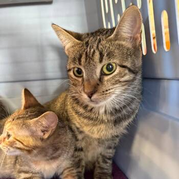 Tigra -  Domestic Short Hair Cat for Adoption in Ashtabula, Ohio - Tigra | PetCurious