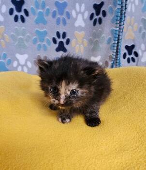 Carmella -  Domestic Short Hair Cat for Adoption in Wabash, Indiana - Carmella | PetCurious
