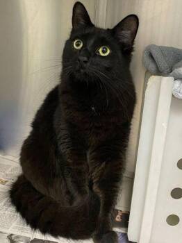 George -  Domestic Medium Hair and Domestic Short Hair Cat for Adoption in Daytona Beach, Florida - George | PetCurious