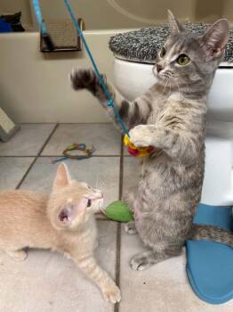 Gigi -  Domestic Short Hair Cat for Adoption in Groveland, Massachusetts - Gigi | PetCurious