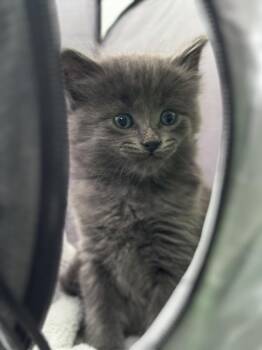 Domestic Medium Hair Cats Available for Adoption in Ferndale, Michigan - Shadow | PetCurious