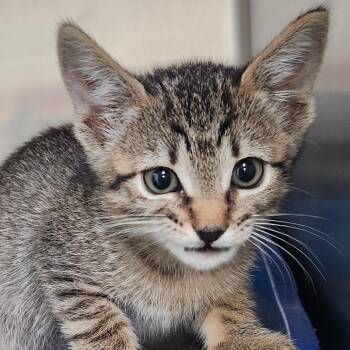 Zara K46465 -  Domestic Short Hair Cat for Adoption in Corsicana, Texas - Zara K46465 | PetCurious