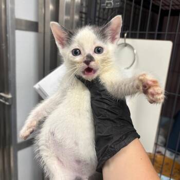 Foxglove -  Domestic Short Hair Cat for Adoption in Binghamton, New York - Foxglove | PetCurious