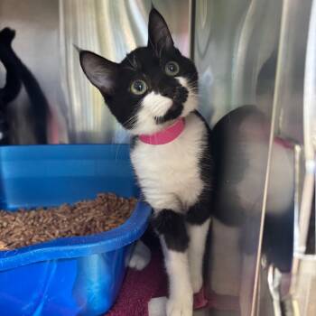 Rescue Domestic Short Hair Cats for Adoption in Lakeland, Florida - Sophia | PetCurious