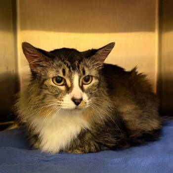 Stray 08/21/26 A65051 -  Domestic Medium Hair Cat for Adoption in Keizer, Oregon - Stray 08/21/26 A65051 | PetCurious