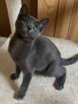 Figaro (bonded with Beethoven) -  Domestic Short Hair Cat for Adoption in Pickering, Ontario - Figaro (bonded With Beethoven) | PetCurious