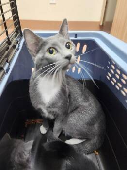 Domestic Short Hair Cats Available for Adoption in Kennewick, Washington - Pretty | PetCurious