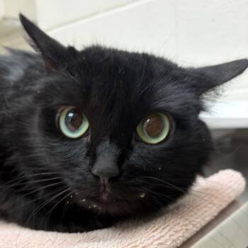 Versace -  Domestic Long Hair Cat for Adoption in Murray, Utah - Versace | PetCurious