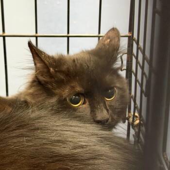 Stickers -  Domestic Short Hair Cat for Adoption in Greensboro, North Carolina - Stickers | PetCurious