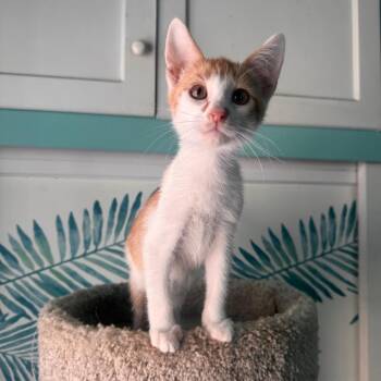 Ed -  Domestic Medium Hair Cat for Adoption in Lakewood, California - Ed | PetCurious