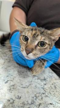 Weeki -  Domestic Short Hair Cat for Adoption in Largo, Florida - Weeki | PetCurious