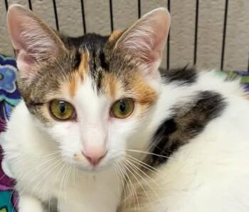 STARLIGHT -  Domestic Short Hair Cat for Adoption in Elizabethton, Tennessee - STARLIGHT | PetCurious