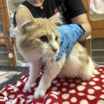 Tully -  Domestic Long Hair Cat for Adoption in Murray, Utah - Tully | PetCurious