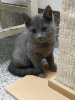 Rescue Domestic Short Hair Cats for Adoption in South Bend, Indiana - Olympus * IN FOSTER * | PetCurious