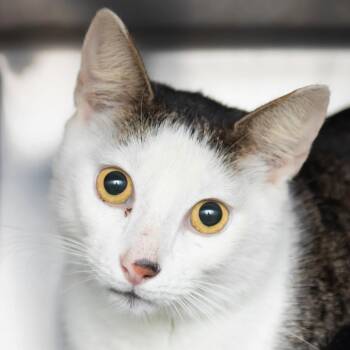 Domestic Short Hair Cats Available for Adoption - Cooley Cat | PetCurious