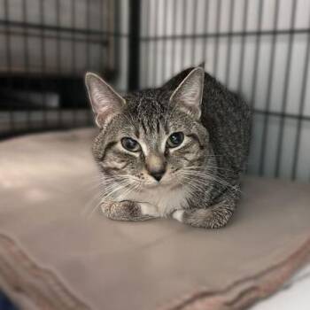 Domestic Short Hair Cats Available for Adoption in Davenport, Iowa - Chocolate Milk Quesadilla | PetCurious