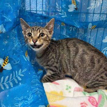 American Shorthair Cats Available for Adoption in Greenfield, Indiana - Luca | PetCurious