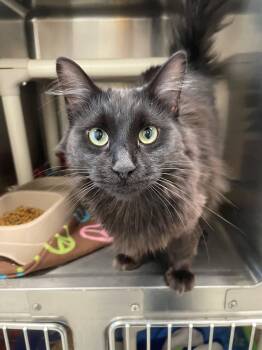 Rescue Domestic Long Hair Cats for Adoption in Benton Harbor, Michigan - Minky | PetCurious
