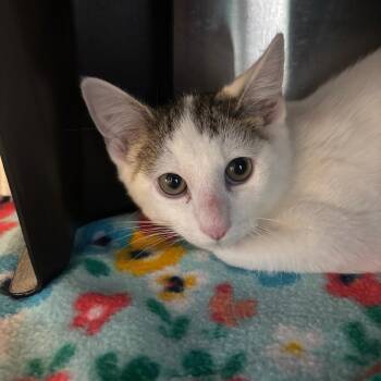 Milo -  Domestic Short Hair Cat for Adoption in Spokane, Washington - Milo | PetCurious