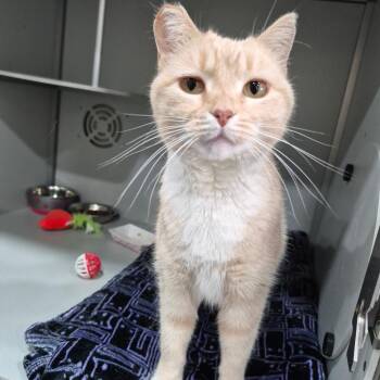 Domestic Short Hair Cats Available for Adoption in Bismarck, North Dakota - Tawny | PetCurious