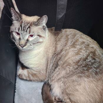 Rescue Domestic Short Hair Cats for Adoption in Las Vegas, Nevada - Loki | PetCurious