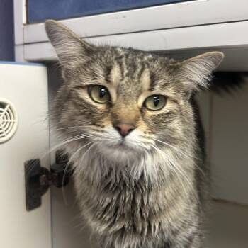 Sugar -  Domestic Short Hair Cat for Adoption in Saint Joseph, Missouri - Sugar | PetCurious