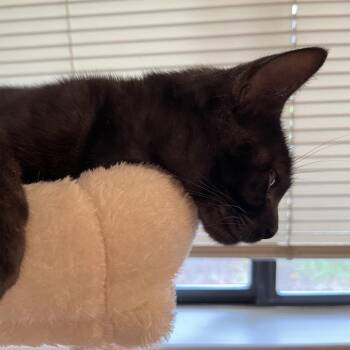 Miss Honey -  Domestic Short Hair Cat for Adoption in Santa Rosa, California - Miss Honey | PetCurious