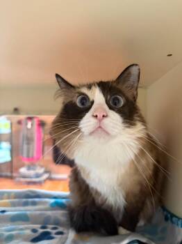 Polar Bear -  Snowshoe and Domestic Short Hair Cat Available for Adoption in Sebastian, Florida - Polar Bear | PetCurious