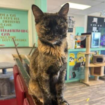 Carrie Underpaws -  Domestic Short Hair Cat for Adoption in Branson, Missouri - Carrie Underpaws | PetCurious