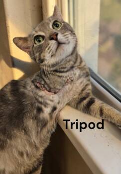 Tabby Cats Available for Adoption in Weems, Virginia - Tripod | PetCurious