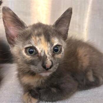 Betty -  Domestic Short Hair Cat for Adoption in Woodinville, Washington - Betty | PetCurious