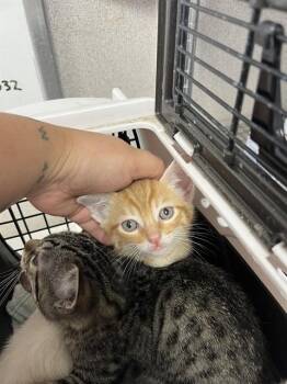 A377393 -  Domestic Short Hair Cat for Adoption in Stockton, California - A377393 | PetCurious