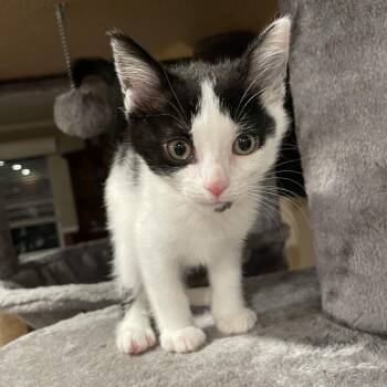 Chip -  Domestic Short Hair Cat for Adoption in Springboro, Ohio - Chip | PetCurious