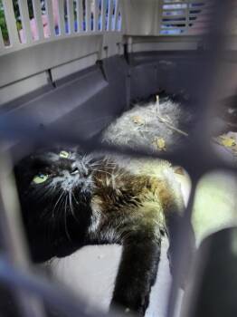 Domestic Short Hair Cats Available for Adoption in San Antonio, Texas - KIKI | PetCurious