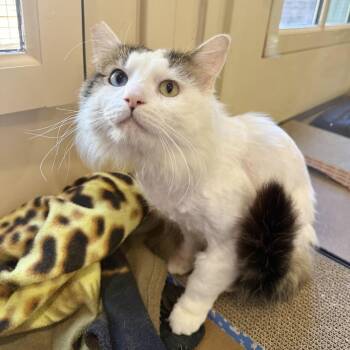 Franz -  Domestic Medium Hair Cat for Adoption in Agoura Hills, California - Franz | PetCurious