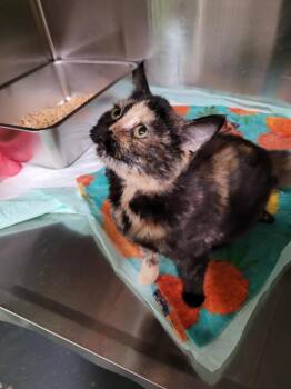 Trisha -  Domestic Short Hair Cat for Adoption in Linton, Indiana - Trisha | PetCurious
