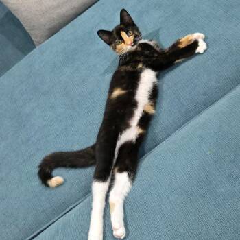 Myxomatosis -  Domestic Short Hair Cat for Adoption in Richmond, Virginia - Myxomatosis | PetCurious