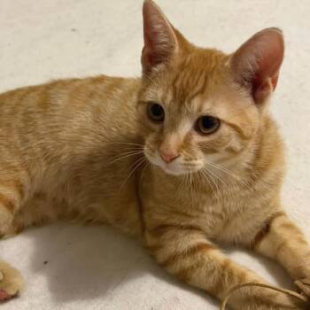Boba -  Domestic Short Hair Cat for Adoption in Falls Church, Virginia - Boba | PetCurious