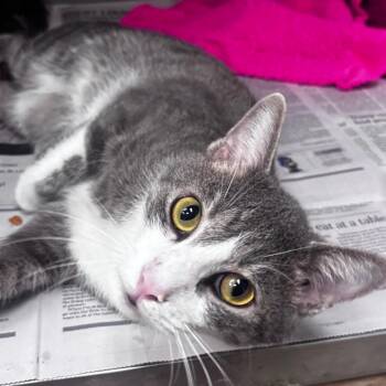 Runner -  Domestic Short Hair Cat for Adoption in Belleville, Illinois - Runner | PetCurious