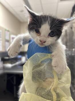 Domestic Short Hair Cats Available for Adoption in Las Vegas, Nevada - NINI | PetCurious