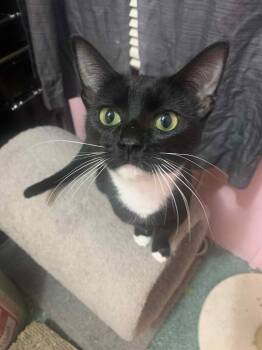 Rescue Domestic Short Hair Cats for Adoption in Randolph, Vermont - Delilah Star | PetCurious
