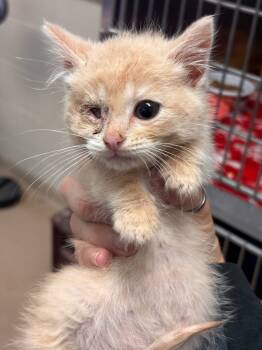 Rescue Domestic Medium Hair Cats for Adoption in Lima, Ohio - Hamster | PetCurious