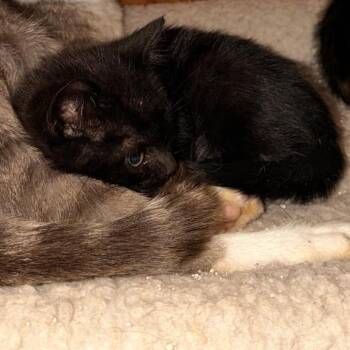 Spook -  Domestic Short Hair Cat for Adoption in Coos Bay, Oregon - Spook | PetCurious